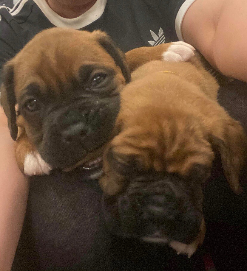gumtree boxer puppies for sale